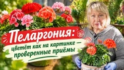 Lush Pelargonium Blooms Without the Fuss | Gardening Success