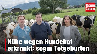 Cows sickened by dog feces: "The damage is enormous" | krone.tv NEWS