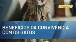 Saúde mental: os benefícios de conviver com gatos | BOA VONTADE NOTÍCIAS