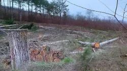 NO COMMENT | Dezastru ecologic pe traseul Chișinău-Criuleni