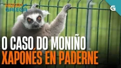 O caso do MONIÑO XAPONÉS en Paderne | HORA GALEGA