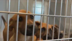 Fresno Co. Animal Shelter has 130 puppies, will stop taking strays