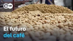 El cambio climático amenaza el futuro del café El cambio climático amenaza el futuro del café