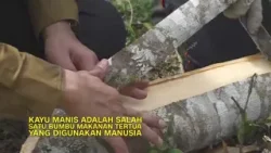WARGA KAYU ARE YANG TERISOLIR | INDONESIAKU (19/02/24) Part 2