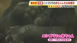 「元気になりそうな名前」京都市動物園のニシゴリラの赤ちゃん 2582通の公募から選ばれた名は『サンタロウ』(2026年3月18日) 「元気になりそうな名前」京都市動物園のニシゴリラの赤ちゃん 2582通の公募から選ばれた名は『サンタロウ』(2026年3月18日)