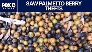 Florida saw palmetto berry thefts: Crackdown on illegal harvesting