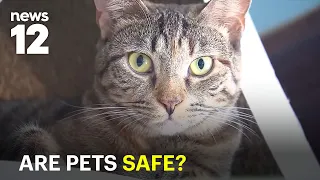 New York could regulate pet boarding facilities after tragic dog deaths