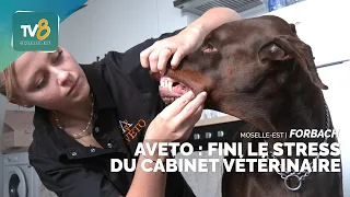 Aveto: No More Vet Clinic Stress