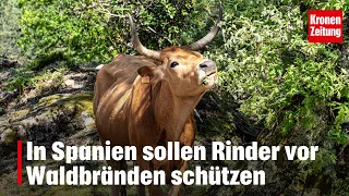 Cattle used to prevent wildfires in Spain | krone.tv NEWS