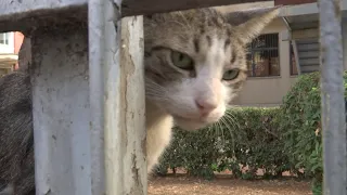 Bari, petizione per 'salvare' dal traffico i gatti della San Filippo Neri: "Ne hanno investiti 15"
