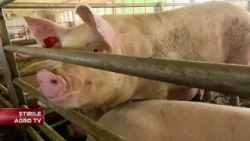 The "Pig Law," amended! 10/15/2026