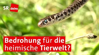 Gelbgrüne Zornnatter breitet sich in Zweibrücken aus – Gefahr für heimische Arten? | #zehnminuten