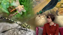 E pabesueshme sa shumë lloje pilivesash ka! 70 lloje janë gjetur veç në Shqipëri!| ABC News Albania