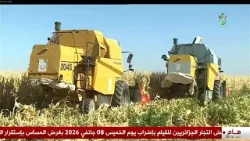 تيميمون - فلاحة | انطلاق موسم حصاد الذرة الصفراء تيميمون - فلاحة | انطلاق موسم حصاد الذرة الصفراء