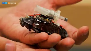 Deze cyborgkakkerlakken kunnen levens redden | RTL Nieuws