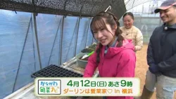 かながわ旬菜ナビ　次回予告（4月12日放送）