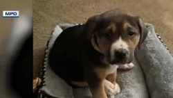 Жительница Мемфиса разыскивает собаку, украденную во время ограбления дома. Жительница Мемфиса разыскивает собаку, украденную во время ограбления дома.