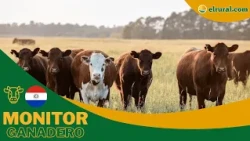 Paraguayan Livestock: Weekly Price and Trend Report