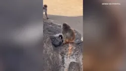 Punch, the Internet's Favorite Lonely Monkey, Is Making Friends, Zoo Says Punch, the Internet's Favorite Lonely Monkey, Is Making Friends, Zoo Says