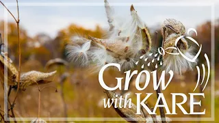 Grow with KARE: How to collect and store milkweed seeds for spring planting