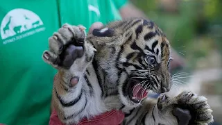 Cuccioli di tigre di Sumatra al loro primo controllo sanitario allo zoo greco