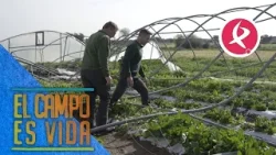 Catástrofe en la huerta de Guille | El campo es vida