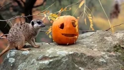 Csehország: szurikáták és gepárdkölykök játszanak halloweeni tökökkel