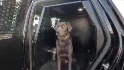 Star's first K-9 officer Luna builds community trust while keeping drugs off streets