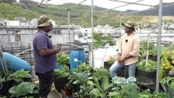 Parole Agricoles - Rooftop Gardening Partie 2 Parole Agricoles - Rooftop Gardening Partie 2