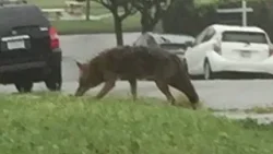 What to know about Coyotes hanging around Chicago | ChicagoLIVE