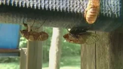 Hatching cicadas spark 911 calls for noise complaints in South Carolina