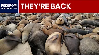 Monterey beach closed as sea lions take over