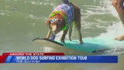 На соревнованиях по серфингу в Писму-Бич собакам разрешат свободно гулять.