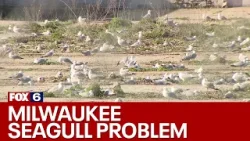 Seagulls take over abandoned Milwaukee property | FOX6 News Milwaukee