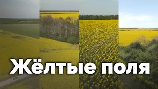 Жёлтые поля | С любовью к русской природе