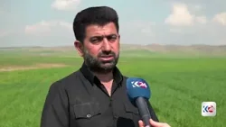 بەرهەمی گەنمی ئەمساڵی هەرێمی کوردستان دەگاتە ملیۆنێک تۆن