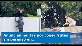 VIDEO: Fines Announced for Picking Fruit Without Permission in Miami-Dade: Here Is What It Could ...