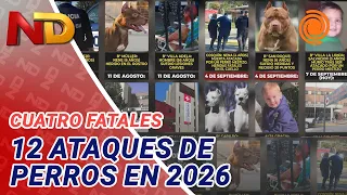 Dog attacks in Córdoba: 4 deaths and a new victim in just 9 months