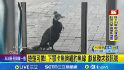 神奇! 海鳥鸕鶿負傷"飛奔"急診室 啄玻璃門求救 太有靈性! 受傷鸕鶿飛醫院求救 治療全程不掙扎｜記者 楊駿宗｜國際關鍵字20260218｜三立iNEWS