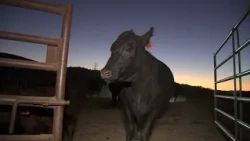 PG&E power shutoffs leave Bay Area ranchers, residents frustrated