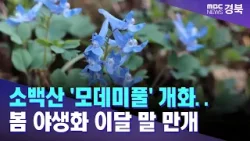 소백산 '모데미풀' 개화..봄 야생화 이달 말 만개/ 안동MBC