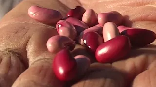Increase backyard production