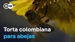 Suplemento proteico para abejas amenazadas
