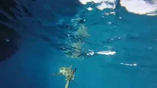 Shark biologist talks about precautions and safety tips
