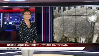 Агрокоментар: Ваксинация на овцете - тупане на топката