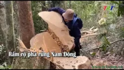 Rầm rộ phá rừng ở Nam Đông