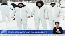 70 de porci au fost sacrificaţi la o fermă improvizată din satul Boghiceni