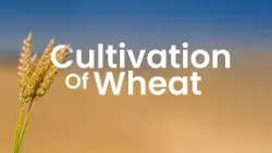 The Cultivation of Wheat | Short Documentary