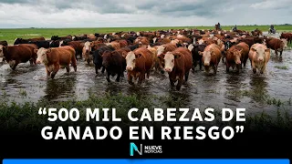 🐄 LIVESTOCK ALERT IN ENTRE RÍOS: El Niño threatens the islands as massive cattle evacuation is pr...