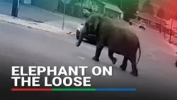 Elephant wanders the streets of Montana after circus escape | ABS-CBN News